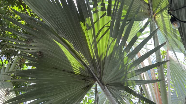 rain drops on tropical leaf