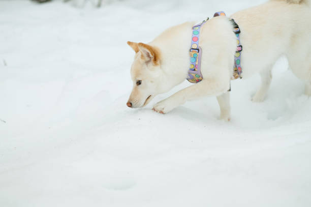 A white Shiba Inu dog on snowy terrain
