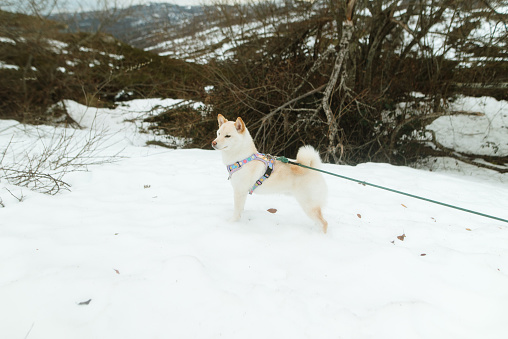 A white Shiba Inu dog on snowy terrain