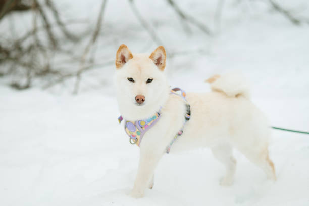 Two dogs happily playing in deep white snow in a backyard setting