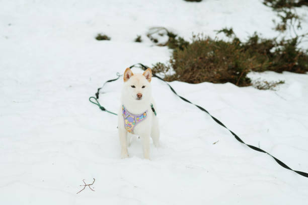 istock White Shiba Inu dog on snow 2094035254