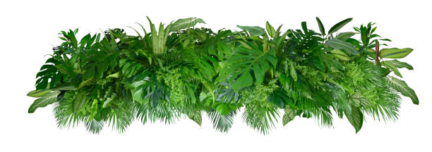 istock Various species of tropical leaves on a white background, Including the cutting path 2094041550