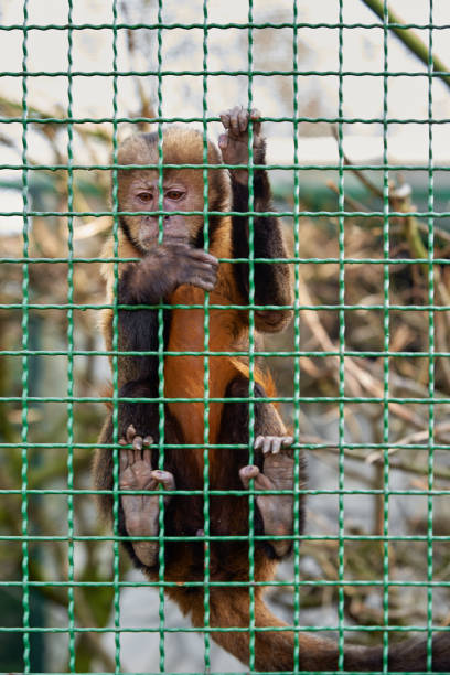 istock Monkey in Cage Gripping Wire Fence 2094046933