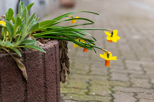 a daffodil fading in a flower pot in the city