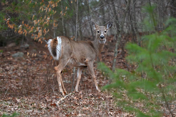 White-tailed deer in its natural habitat of the eastern woods, with its tail down but showing the white fringe. Photographed from a country road in Connecticut, late winter/early spring.