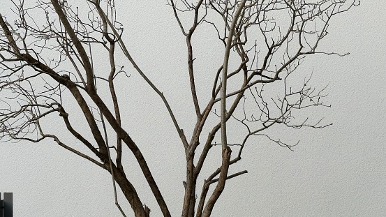 Bare tree on a wall in February