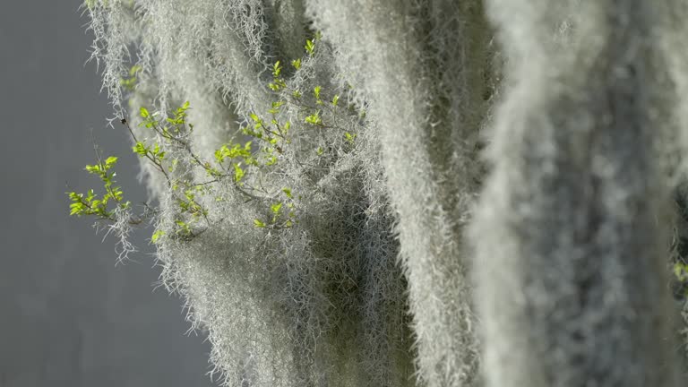 Heavy Spanish Moss