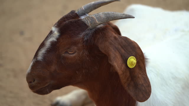 A goat walking in the pen.