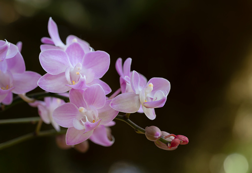 Close-up of soft purple Phalaenopsis orchid flowers blooming in the tropical garden on a dark and bokeh background.