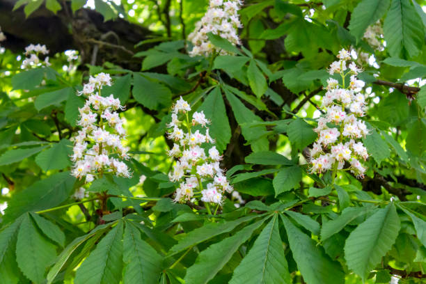 Chestnut flowers blossom tree branch.
