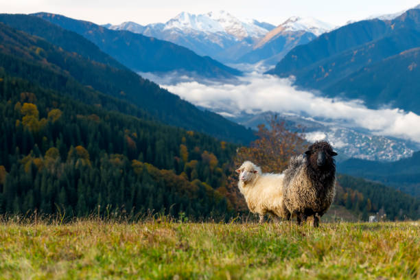 ovejas de montaña pastando en pastos en tiempo de otoño en montaña cubierta de nieve - sheeps through time fotografías e imágenes de stock