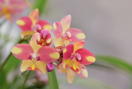 Close-up of colorful Spathoglottis orchids flowers blooming in the tropical garden on a blurred background.