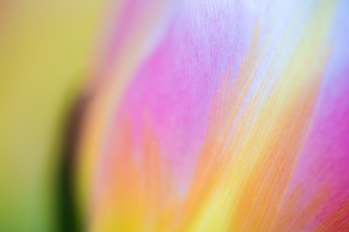 Petals of a Tulip flower showcase vibrant pink and orange hues, captured in a close-up view that highlights the delicate textures. The soft focus background enhances the intricate details of the petals.