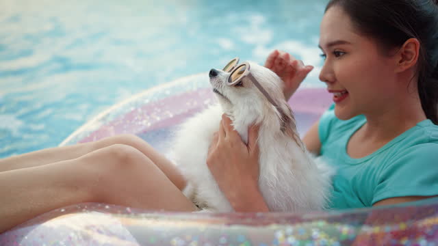 Woman plays with a dog while swimming at pool Asian young woman and her white pomeranien dog standing on an inflatable toy flamingo at the swimming pool. Summertime, fun and lifestyle outdoors