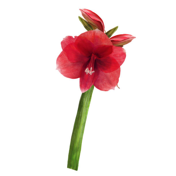 istock Red amaryllis flowers, stem and buds, hippeastrum plant. Hand drawn watercolor illustration 2094092007