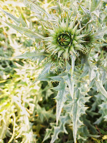 Commonly called borriquero thistle.  Onopordum acanthium is the species.