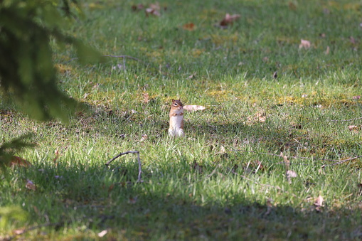 A chipmunk sitting in grass under trees, facing sideways