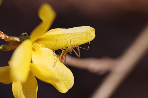 Assassin Bug on a yellow flower