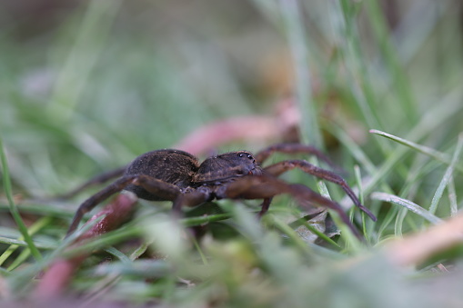 A wolf spider crawing in grass, eyeing another