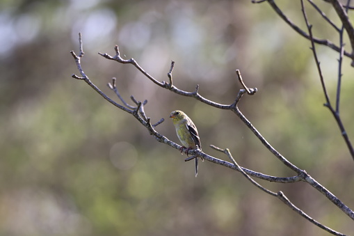 A tiny goldfinch sits on a leafless branch against a watery backdrop