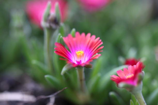 Beautiful pink flowers blooming in soil near a building