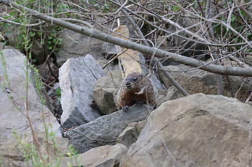 A Groundhog in forest near big rocks