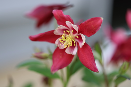 A close-up of vibrant Columbine flowers in a potted plant on the ground