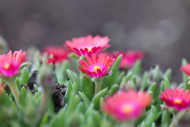 Some pink flowers in a pot and on grass