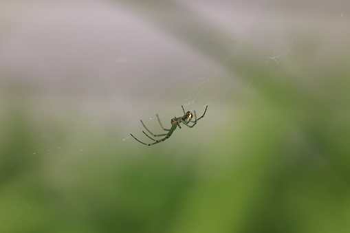 An orb weaver spider in web with blurred backgroundg