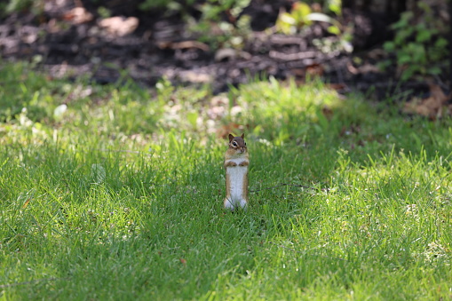 A small chipmunk perched in a lush green grassy field