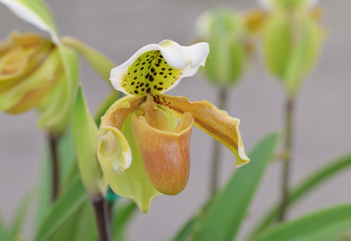 Close-up of yellow Paphiopedilum orchid flowers with brown dots blooming in the tropical garden on a blurred green background.