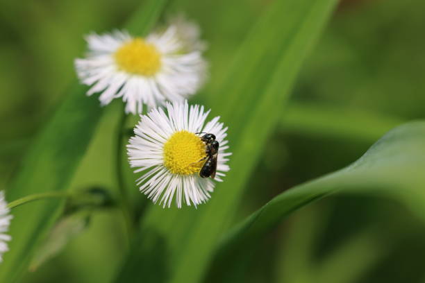 A daisy and jewel wasp in leafy field