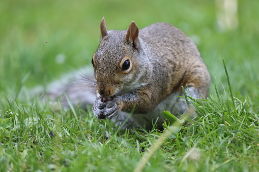 A squirrel holding an object in mouth in grassy field