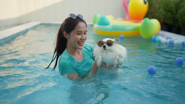 Woman plays with a dog while swimming at pool Asian young woman and her white pomeranien dog standing on an inflatable toy flamingo at the swimming pool. Summertime, fun and lifestyle outdoors