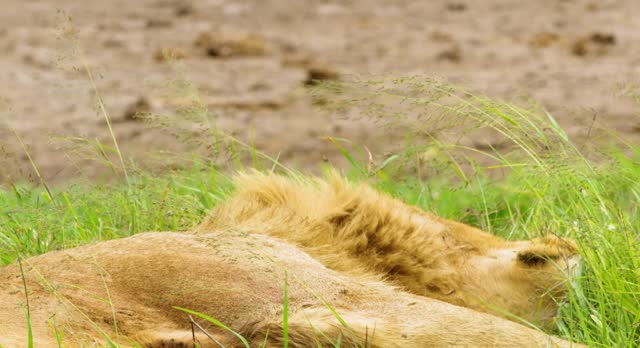 Majestic male lion resting on a mound of grass then he lay his head and stretch sleepily over the grass.