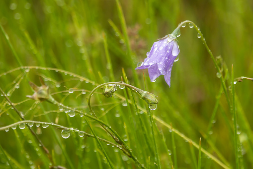 A delicate lilac-blue African bluebell, enbergia undulata, covered in waterdrops, in the grasslands of the Drakensberg Mountains.