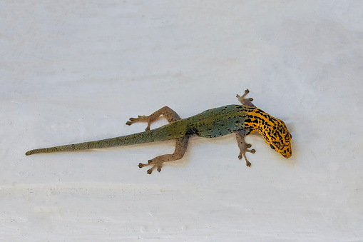 Yellow-headed gecko Lygodactylus luteopicturatus - looks like a fake or an AI creation... it is not known where such unusual coloration comes from in nature. Photo taken in Zanzibar