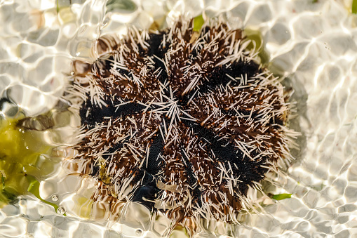 Stock photo showing a clump of seaweed with a cluster of fish eggs laid on it washed up on sandy beach.