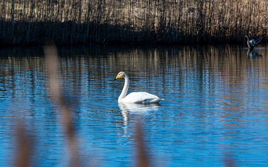 One whooper swan swimming in small lake Kumla Sweden March 7 2024