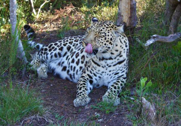 Leopard in Masai Mara National Reserve, Tanzania
