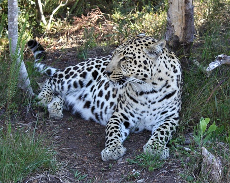 An enigmatic female adult leopard surrounded by verdant, thick foliage in the Western Cape of South Africa. She is seen both relaxing, poised to leap, and hiding. Her gold colored eyes are like windows to her soul. She is a magnificent example of her species.