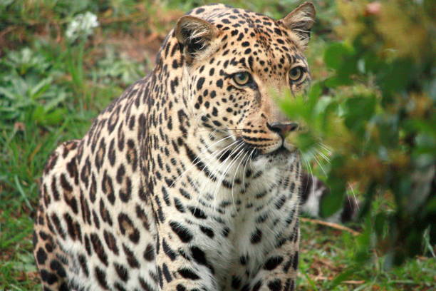 Mono leopard lies in bushes looking back