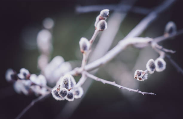 A close-up of palmsonntag with buds, blurred background