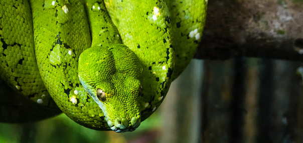 A large green snake is coiled around a tree branch