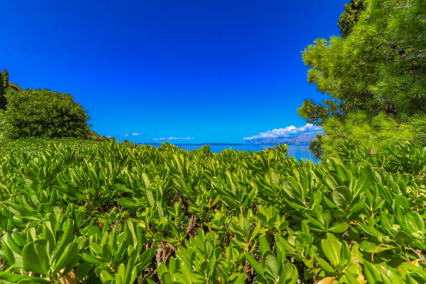 Green bushes in summer in Croatia