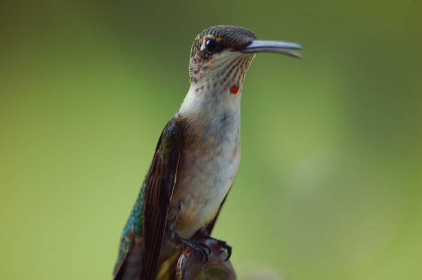 Ruby-throated hummingbird dipping into coral honeysuckle, summer, Connecticut. Only the adult male has a ruby throat.