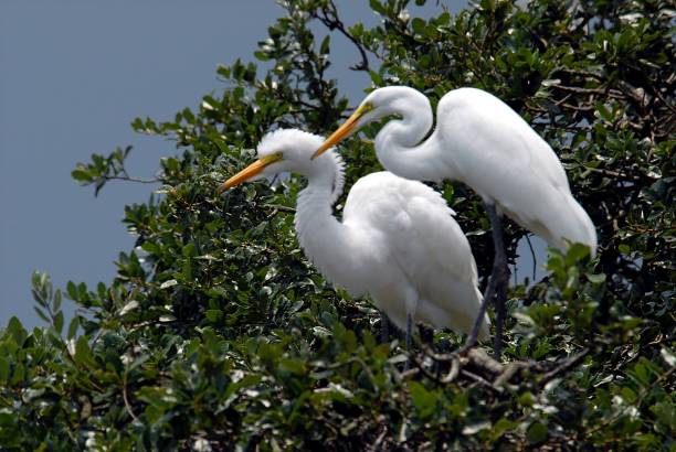 Great White Egrets in the wild