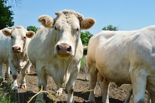 A Charolais cow herd in a meadow in the countryside