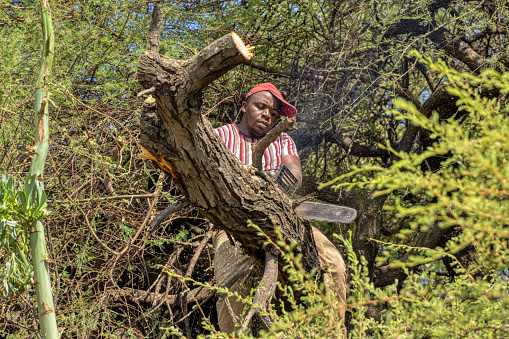 african man with a chainsaw climbed in a tree cutting branches