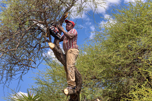 african man with a chainsaw climbed in a tree cutting branches